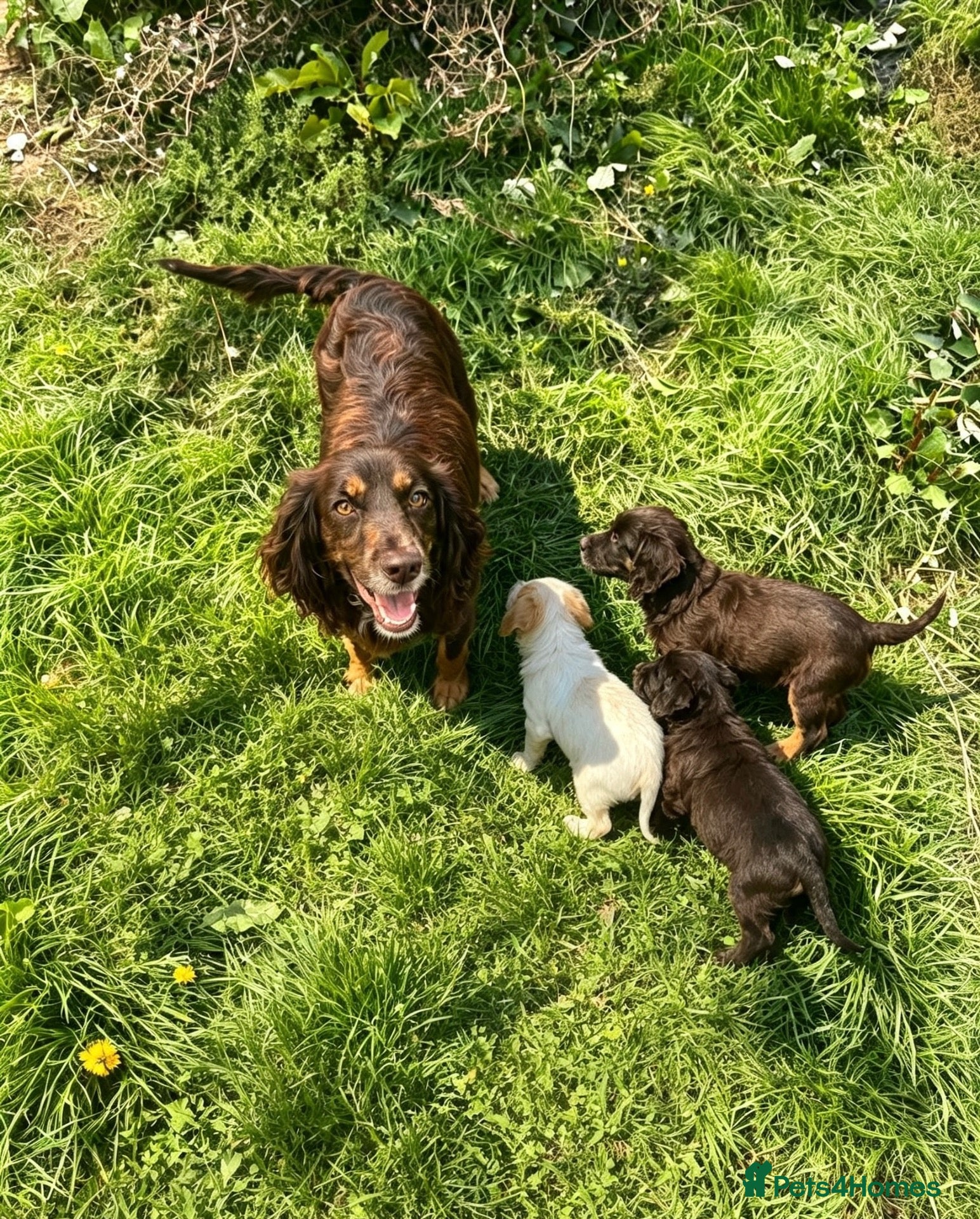 Cockapoo dogs Cocker spaniel x cockapoo puppies  - Advert 1