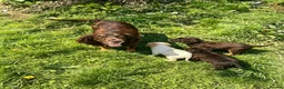 Cockapoo dogs for sale: Cocker spaniel x cockapoo puppies  in Leicester - Advert 1