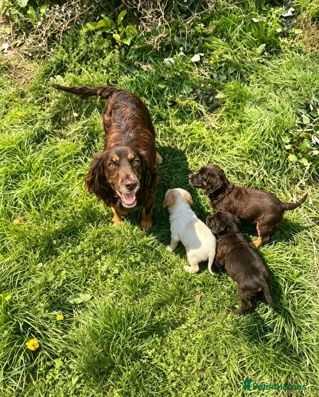 Cockapoo dogs for sale: Cocker spaniel x cockapoo puppies  in Leicester - Advert 1