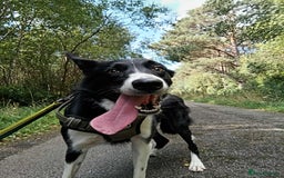 Border Collie dogs for sale: Loving Dog Looking for Her Forever Home  - Image 1