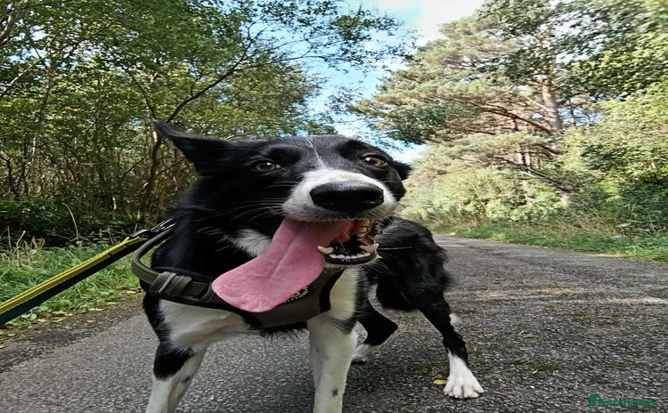 Border Collie dogs - Advert 3
