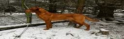 Labrador Retriever dogs for stud: 🔸DARK RED WORKING STUD KC & FULLY HEALTH TESTED🔸 in Hawes - Advert 2