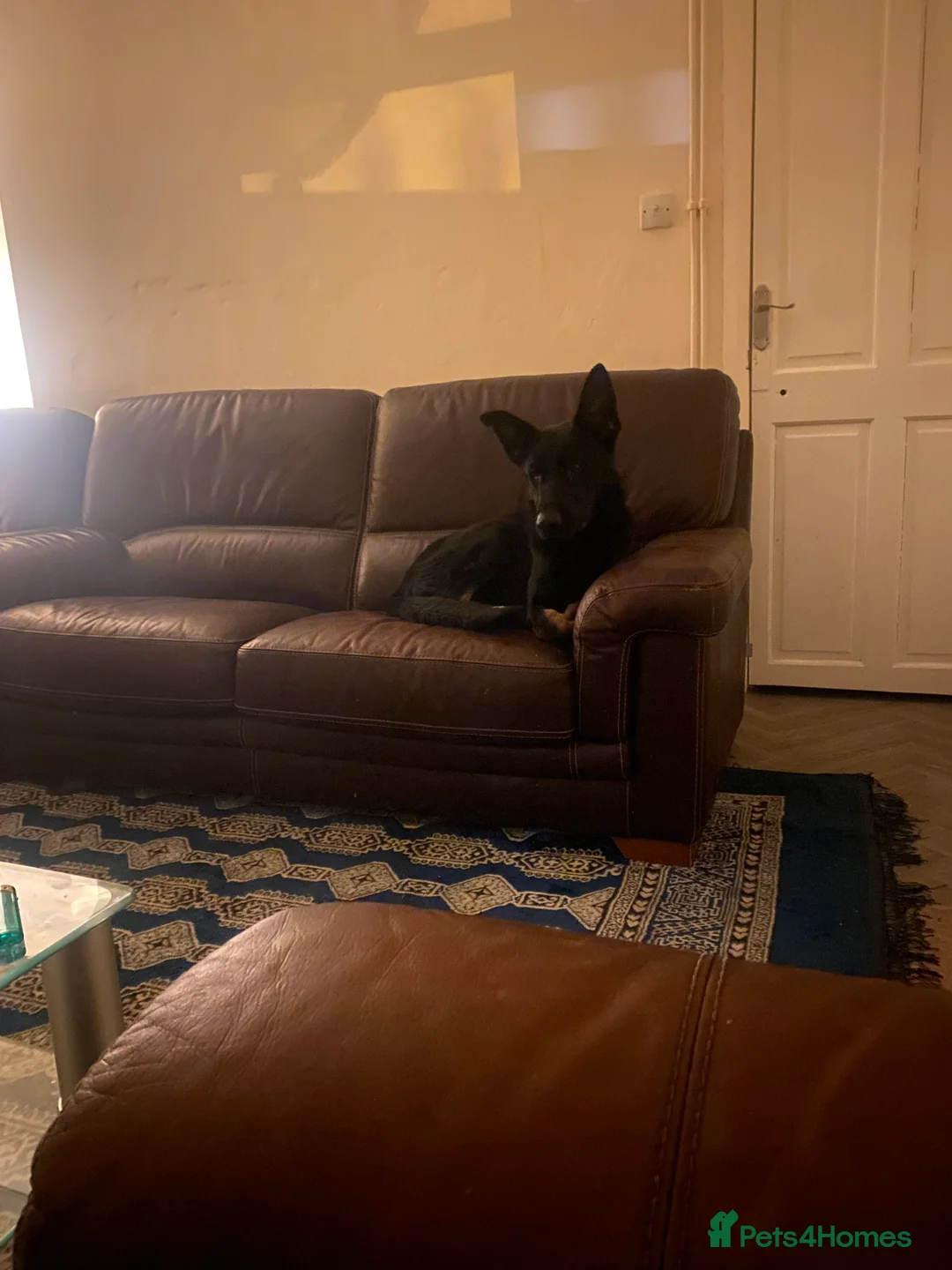 German Shepherd dogs for sale: German shepherd  - Advert 4