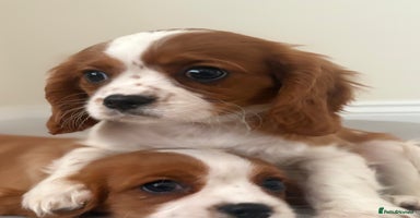 Cavalier King Charles Spaniel dogs - Advert 11