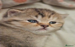 British Shorthair cats for sale: Beautiful British Shorthair - Image 4