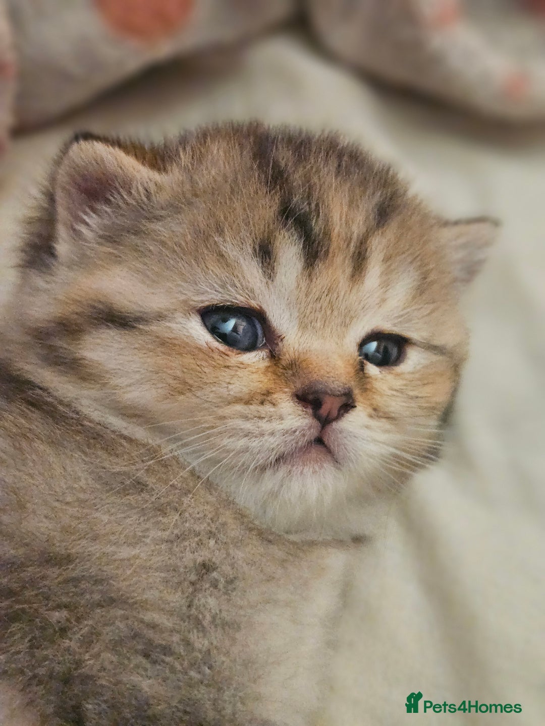 British Shorthair cats for sale: Beautiful British Shorthair - Image 4