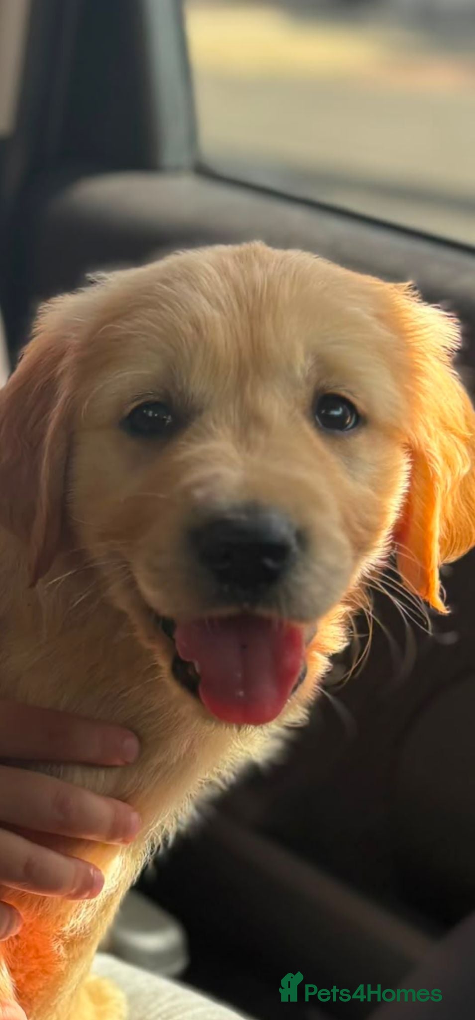 Golden Retriever dogs Golden Retriever puppys in Harrow London  - Advert 2