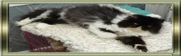 Persian cats for sale: Pure Pedigree Persian Kitten - Advert 3