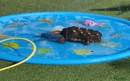 Tortoise reptiles for sale: Redfoot tortoise  - Image 1