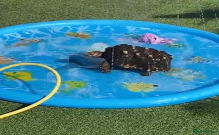 Tortoise reptiles - Advert 5