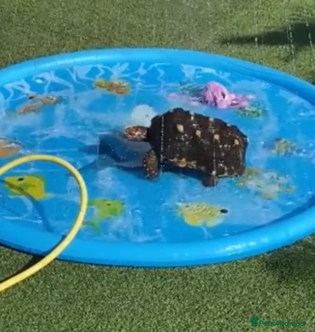 Tortoise reptiles for sale: Redfoot tortoise  - Image 1
