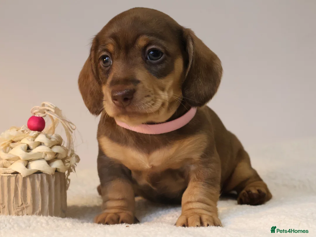 Miniature Dachshund dogs for sale: 5*Licensed+KC+PRAclear+VETchecked+Chocolate&Cream - Advert 29
