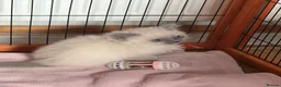 Ragdoll cats for sale: Gccf Luxury Seal Lynx Point Ragdoll Kittens  - Advert 7