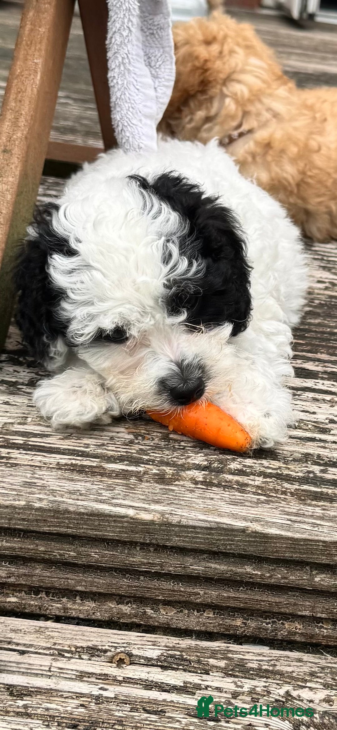 Shihpoo dogs for sale: Shihpoo girl  - Image 4