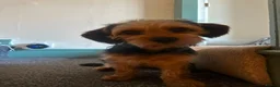 Mixed Breed dogs for sale: Corkie pups for sale - Advert 13