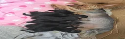 Yorkshire Terrier dogs for sale: 5 cute cuddly puppies looking for new loving homes - Advert 2