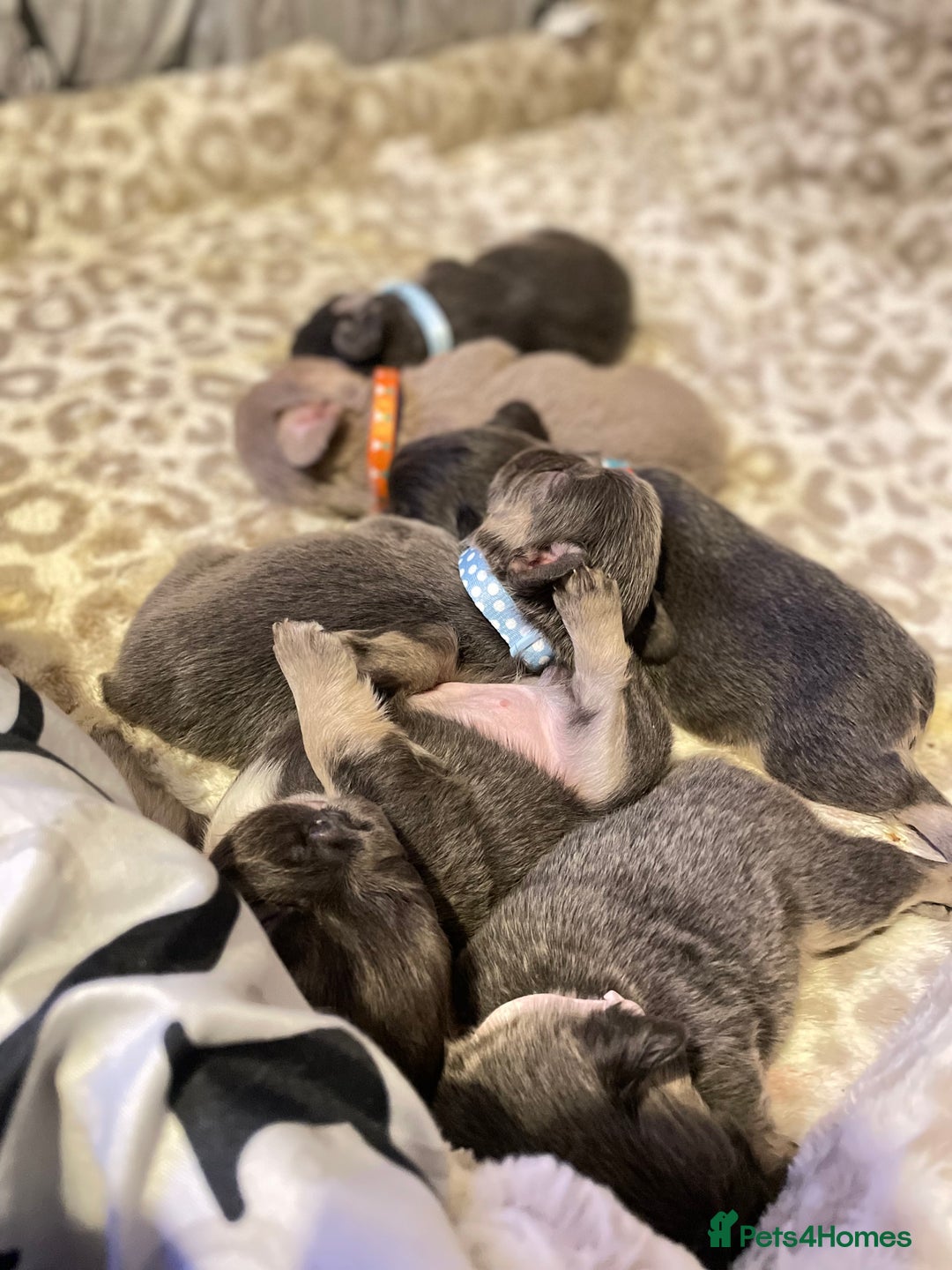 French Bulldog dogs for sale: 🩷🐶🐾6 Adorable fluffy French bulldogs 🩷🐶🐾 - Advert 18