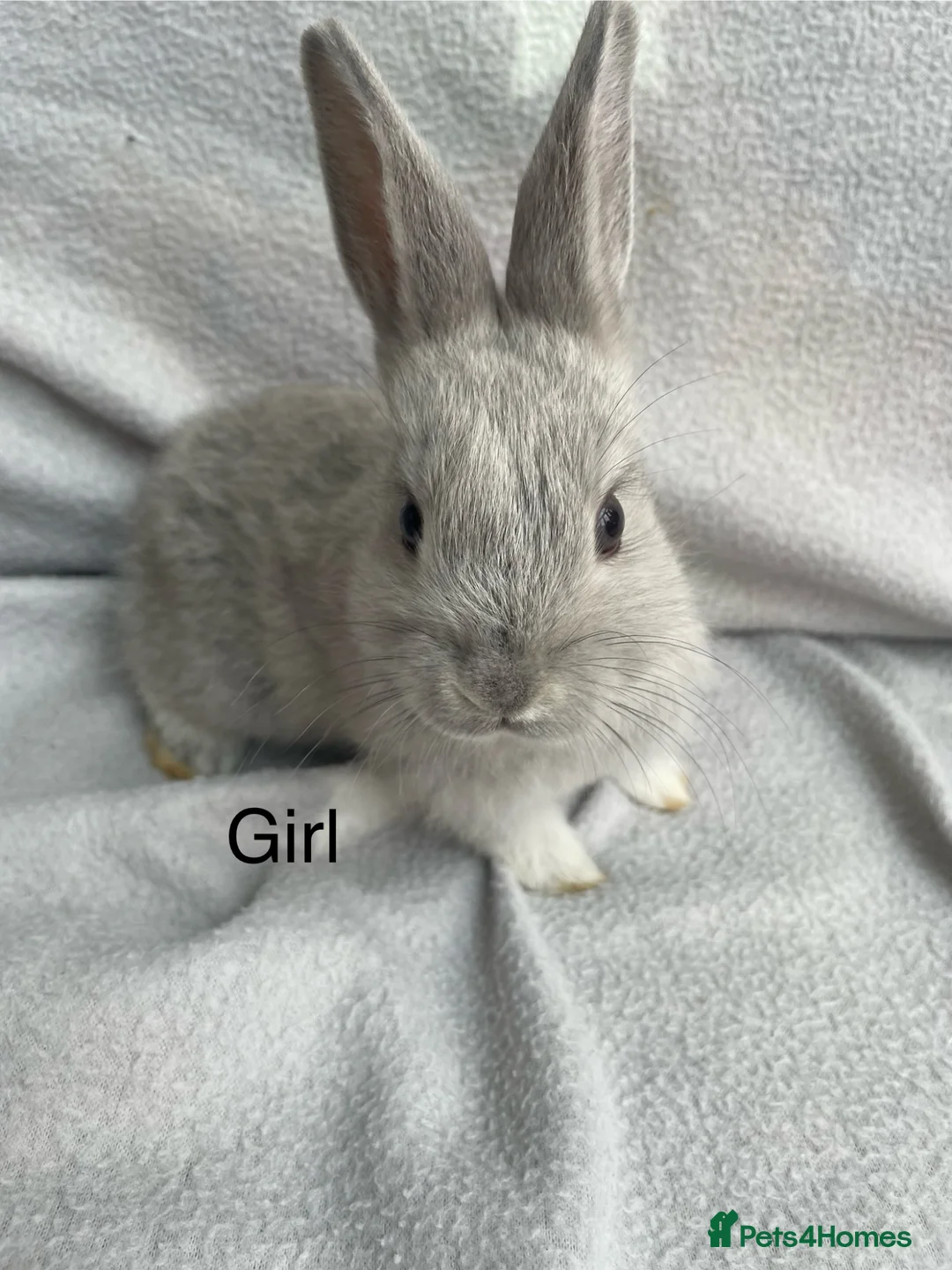 Mixed Breed rabbits for sale: Beautiful babies in Sale - Advert 17