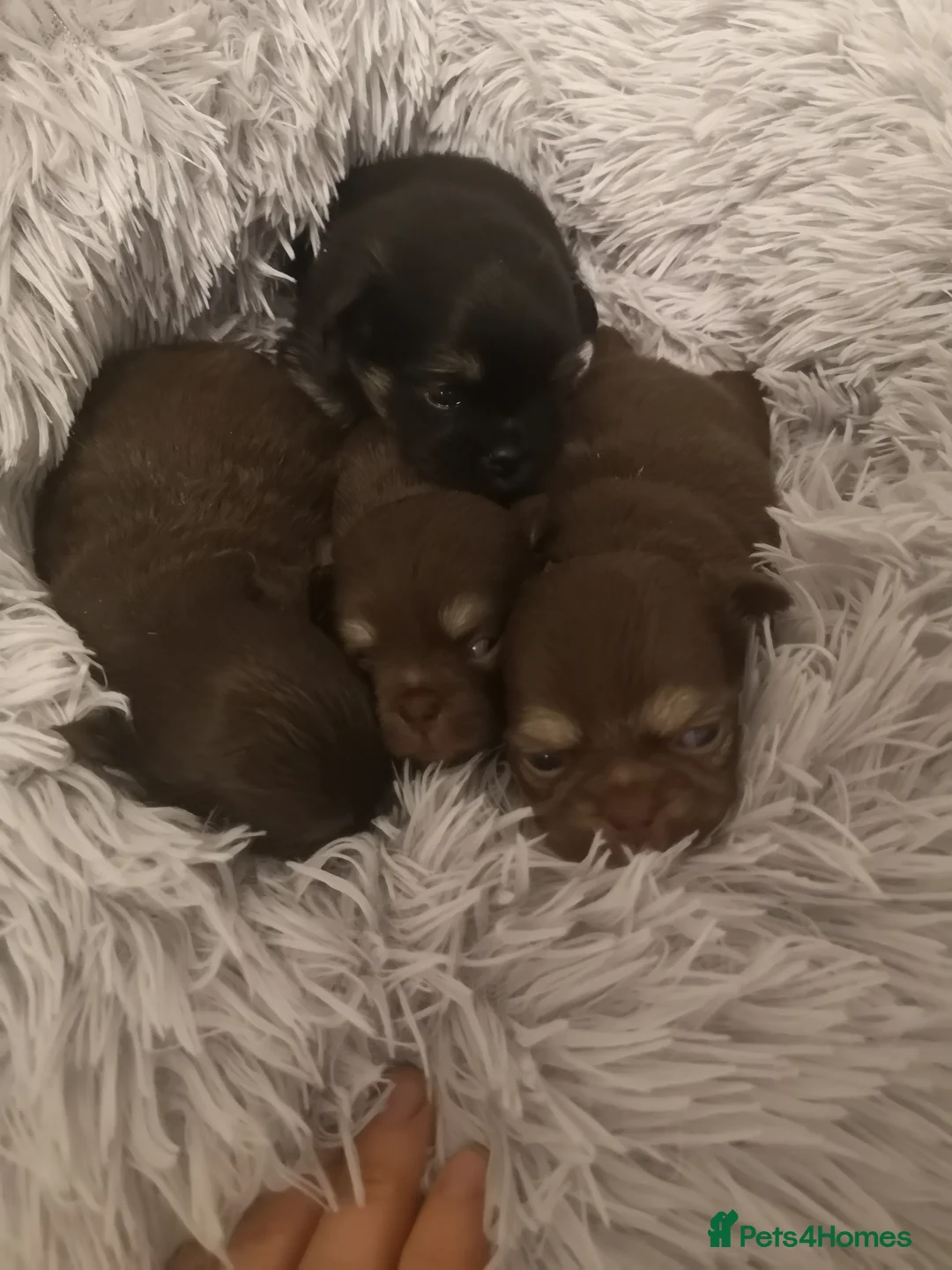 Chihuahua dogs for sale: Long haired chihuahua puppies - Advert 7