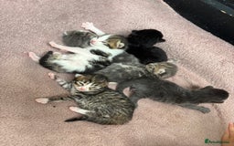 Mixed Breed cats for sale: Kittens  - Image 1