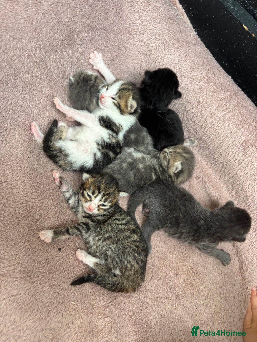 Mixed Breed cats for sale: Kittens  - Image 1