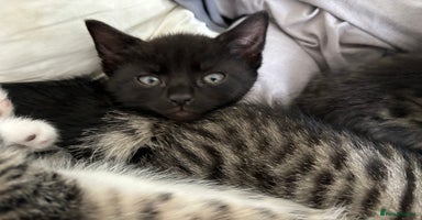 Mixed Breed cats - Advert 10