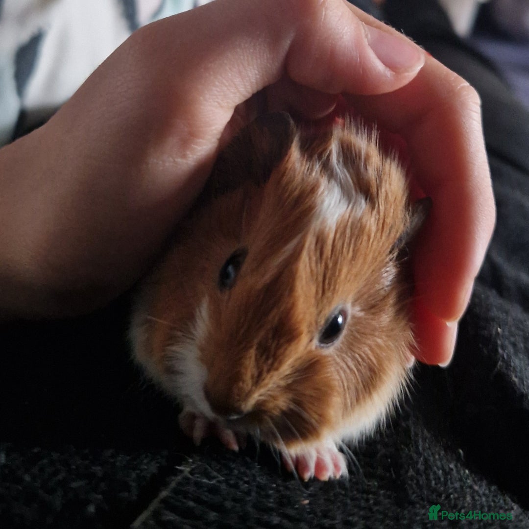 Guinea Pig rodents for sale: Baby Guinea Pig for sale - Advert 3