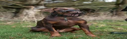 Dobermann dogs for sale: Male Doberman  - Advert 1