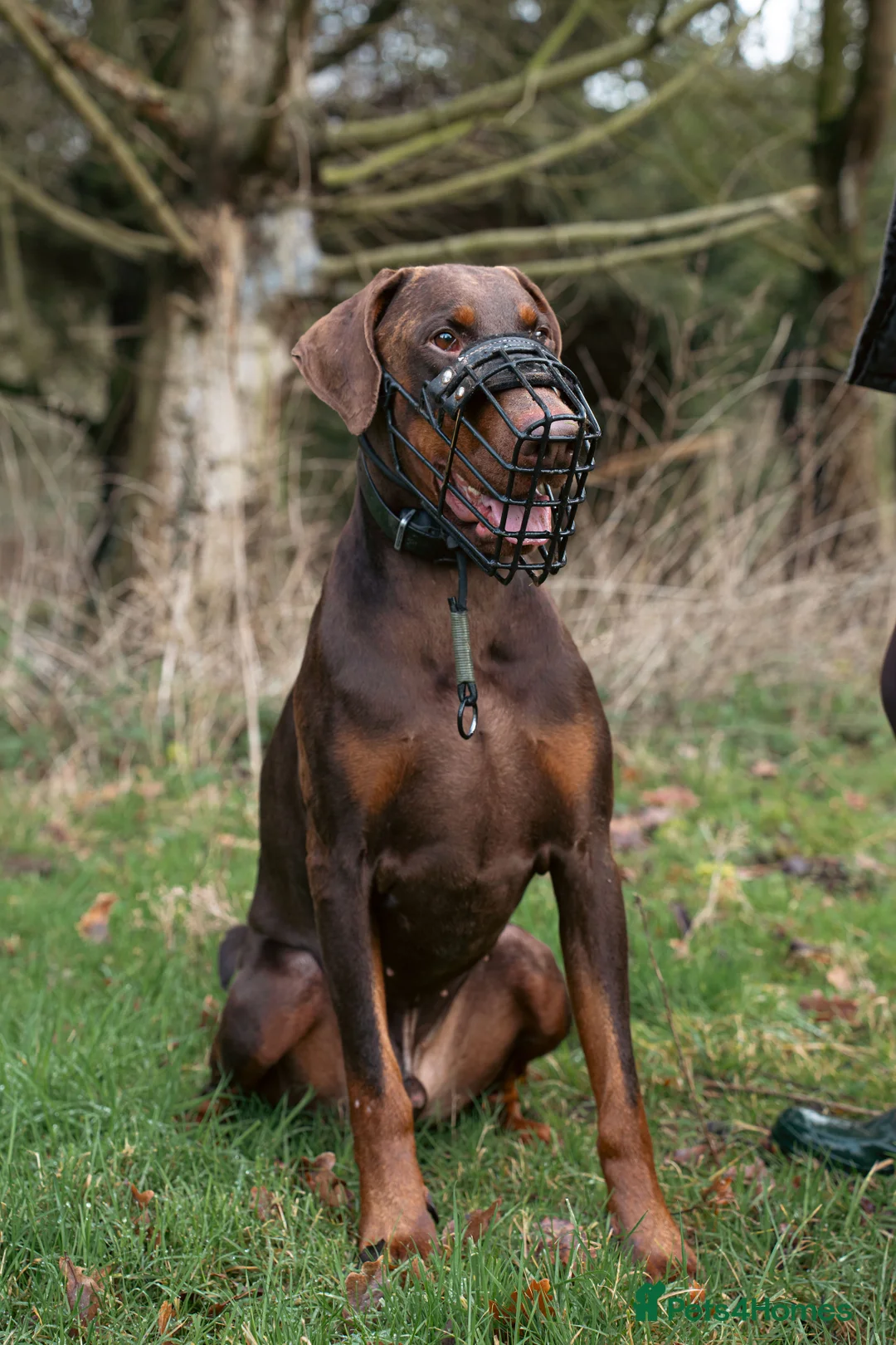 Dobermann dogs for sale: Male Doberman  - Advert 1