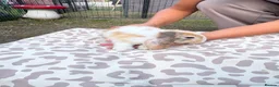Mini Lop rabbits for sale: Mini lop in Halifax - Advert 12