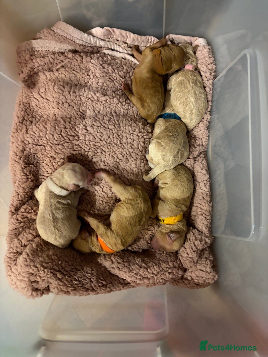 Poochon dogs for sale: Miniature Poochon puppies ready mid February - Advert 2