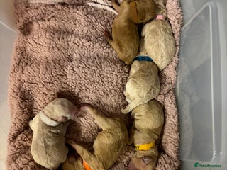 Poochon dogs 🐾Miniature Poochon puppies ready February 8, 2026 - Advert 2