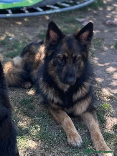 German Shepherd dogs German Shepherd Puppies - Advert 3