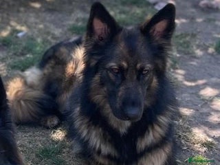 German Shepherd dogs German Shepherd Puppies - Advert 1