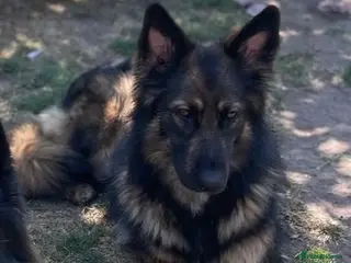 German Shepherd dogs German Shepherd Puppies - Advert 11