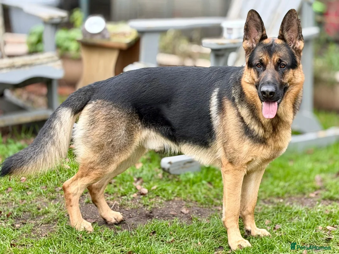 German Shepherd dogs for stud: Logan - Advert 1