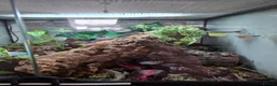 Gecko reptiles for sale: Baby Mourning geckos and Isopods for sale - Advert 9