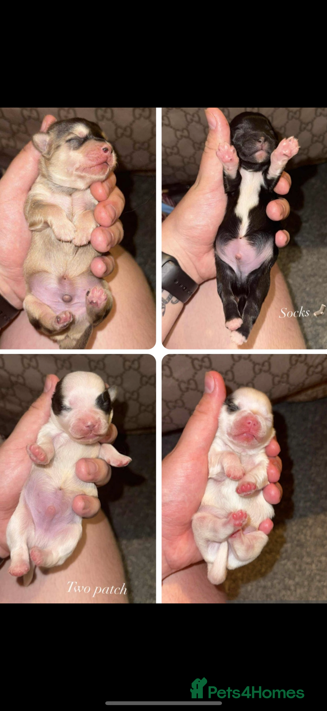 Shih Tzu dogs for sale: Shih tzu puppies - Image 1