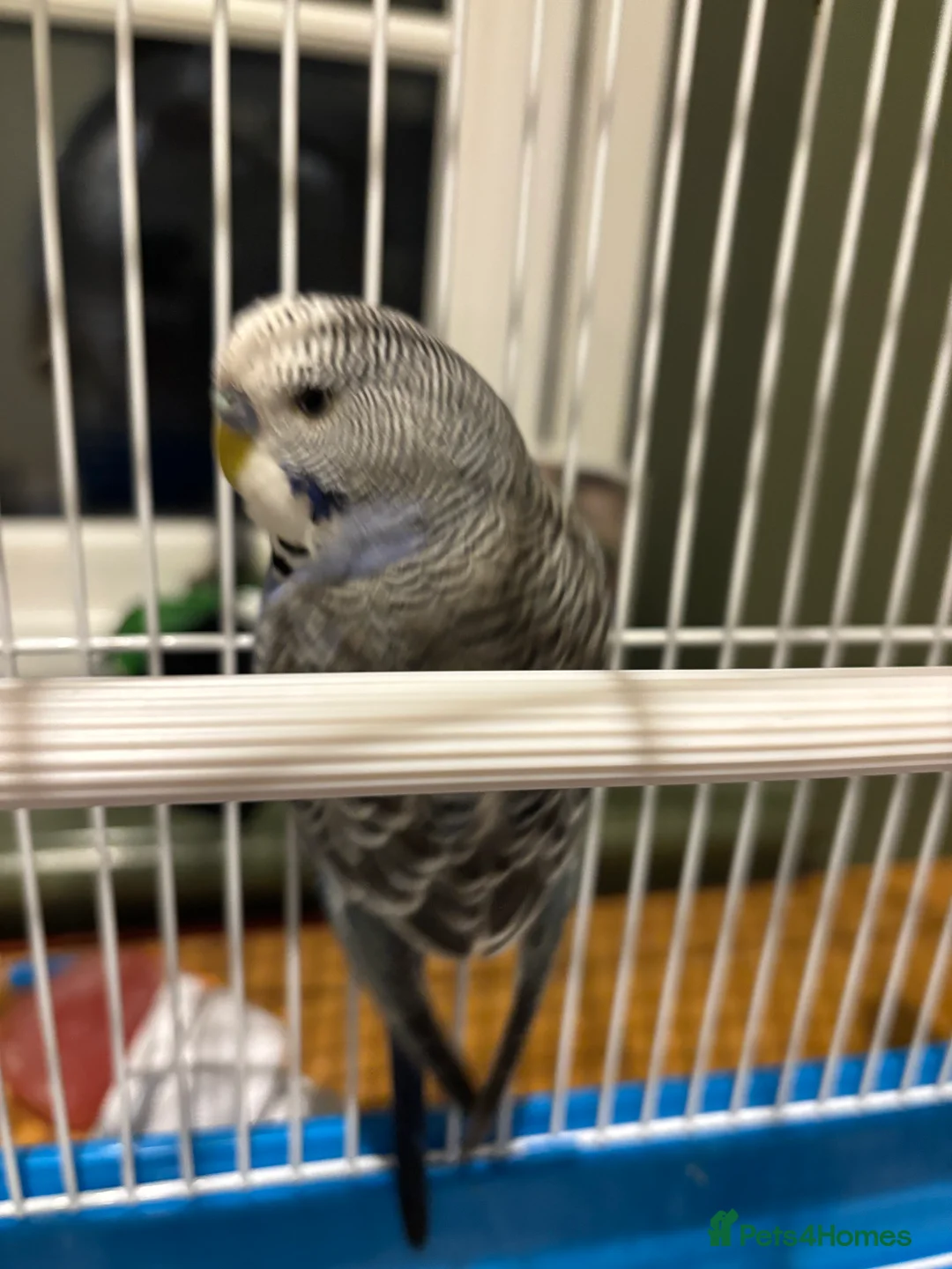 Budgerigars birds for sale: One Blue budgie (£10) - Advert 2