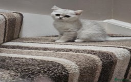 British Shorthair cats for sale: 4 British Short-hair kittens ready for new home💓 - Image 23