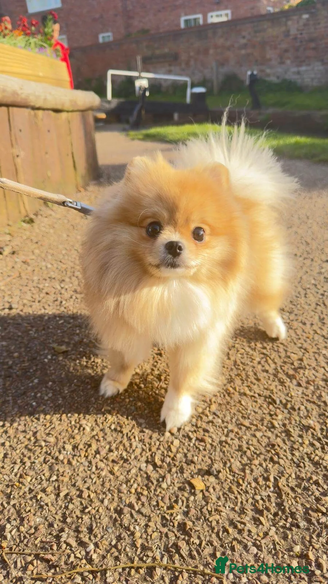 Pomeranian dogs for adoption: Pomeranian • Female • 1 year 10 months • spayed - Advert 6