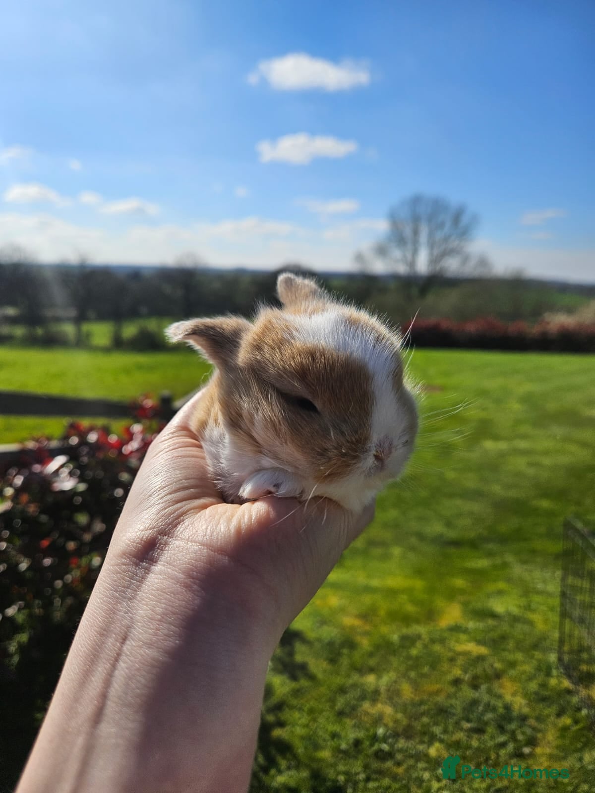 Mini Lop rabbits 🧡 Only one left ! Gorgeous Purebred mini lops 🧡 - Advert 12