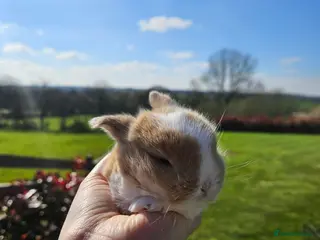 Mini Lop rabbits 🧡 Only one left ! Gorgeous Purebred mini lops 🧡 - Advert 12