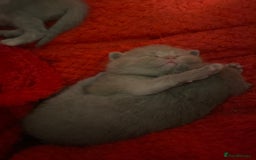 British Shorthair cats for sale: PEDIGREE BSH KITTENS READY TO FOR FOREVER HOMES  - Image 9