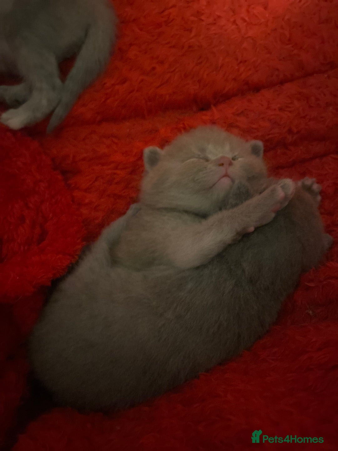 British Shorthair cats for sale: PEDIGREE BSH KITTENS READY TO FOR FOREVER HOMES  - Image 9