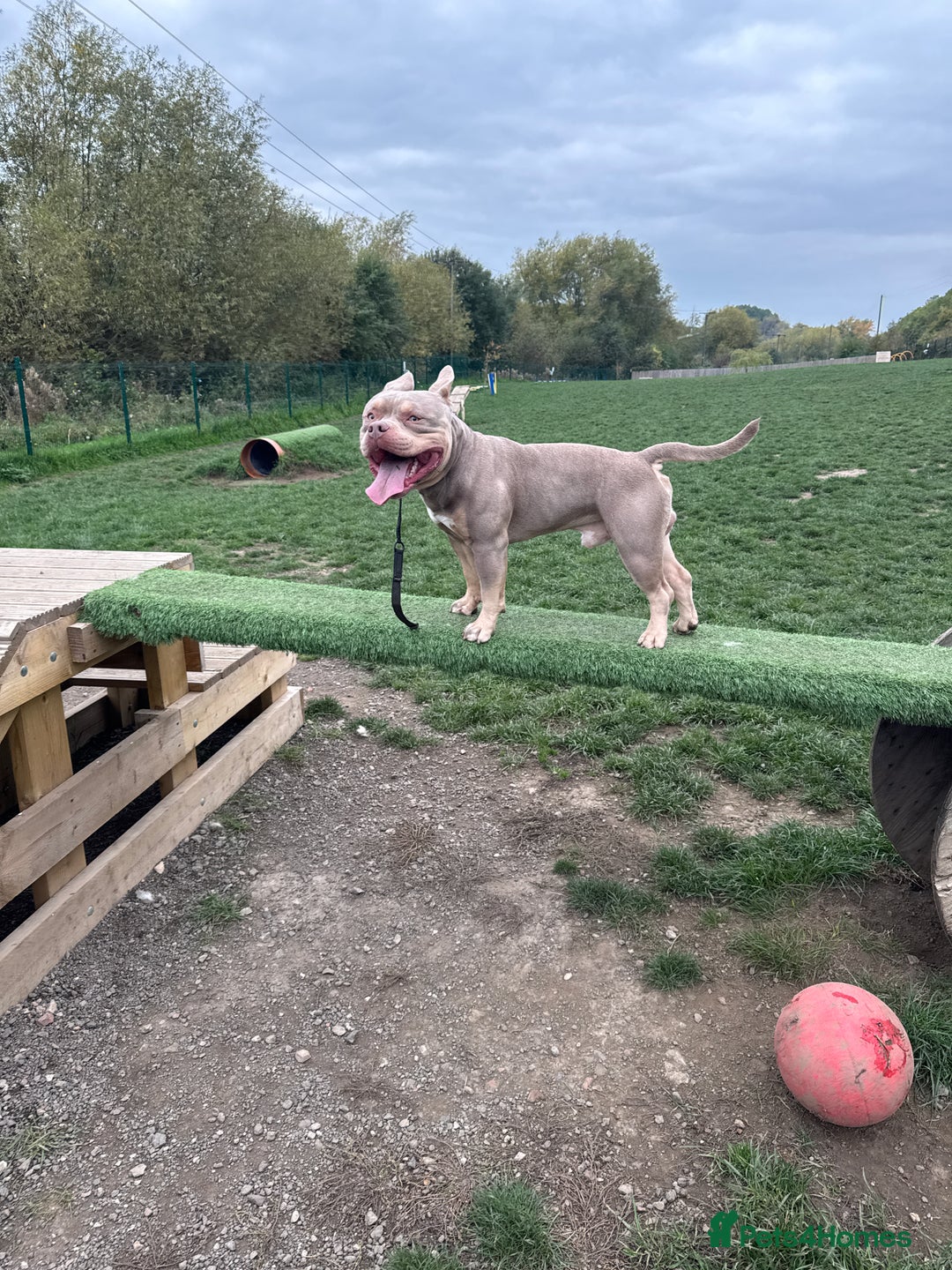 American Bully dogs for stud: 🐾BUGZY the ABKC american bully stud🐾 - Advert 7