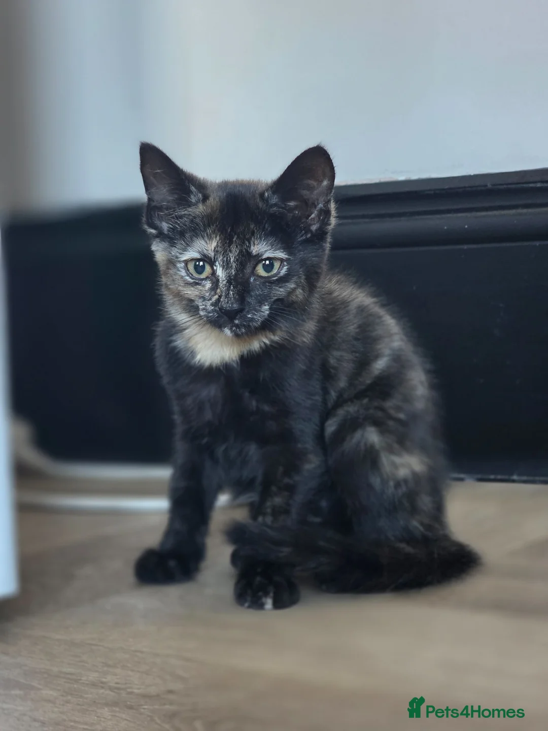 Mixed Breed cats for sale: Beautiful kitten - Advert 2