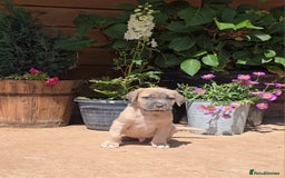 Cane Corso dogs for sale: Italian Mastiff pup now ready for their new homes! - Image 10