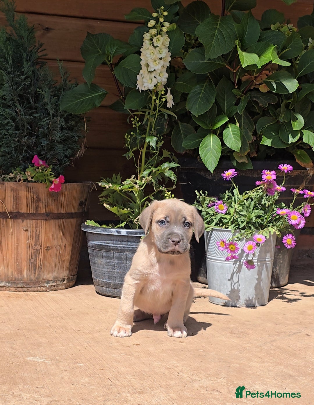 Cane Corso dogs for sale: Italian Mastiff pup now ready for their new homes! - Image 10