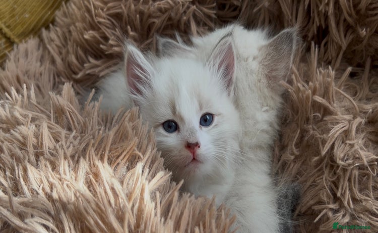 Siberian cats - Advert 8